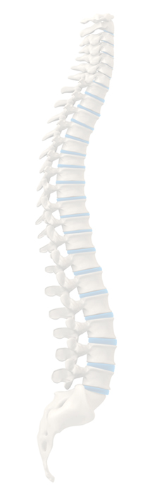 Spine graphic